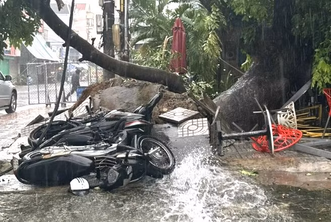 Cây xanh đè lên xe máy