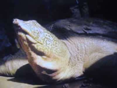 Rùa Đồng Mô