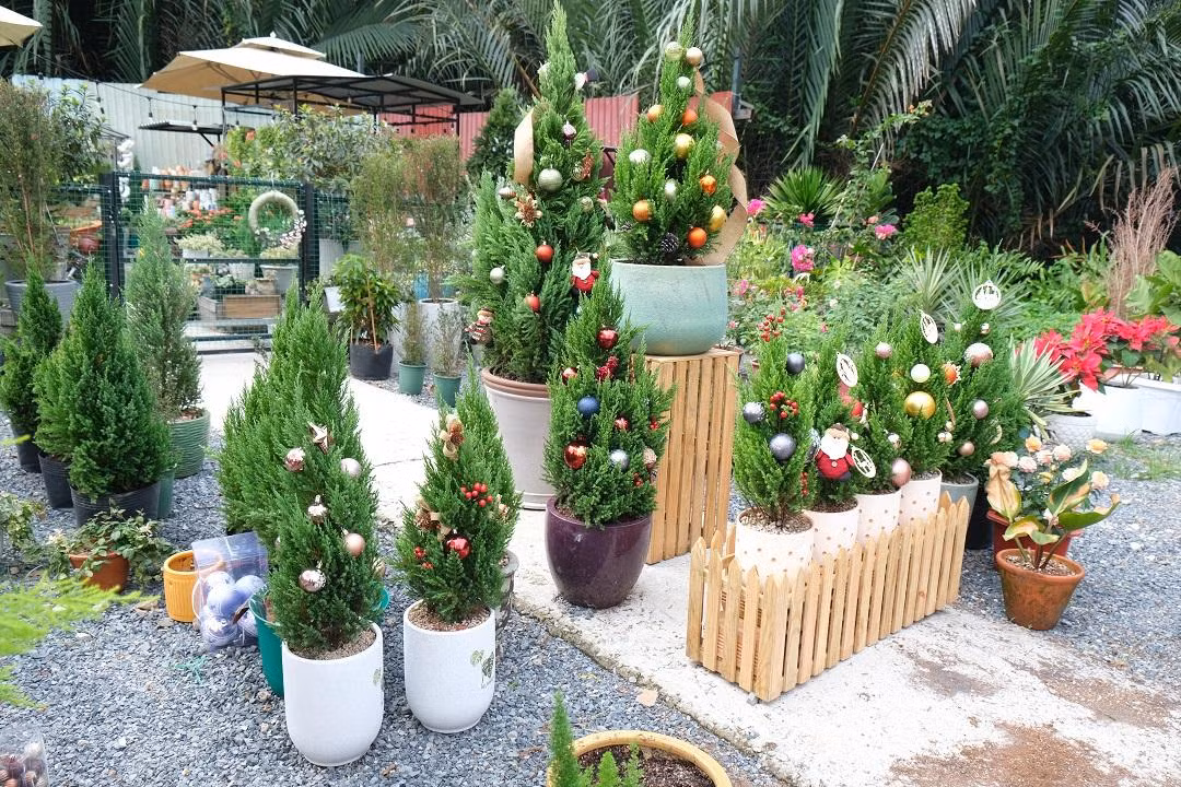 Những chậu cây tùng có hình dáng như cây thông Noel thu nhỏ thu hút nhiều khách hàng mua dịp Giáng sinh.