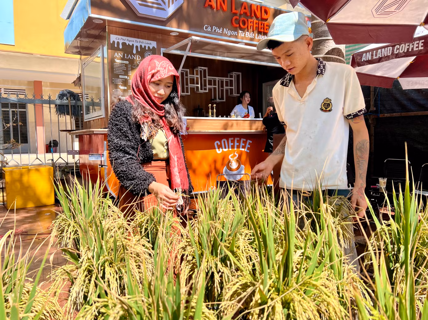 Nhờ mới lạ và ít người bán mà những chậu lúa thơm trĩu bông của anh Chu Văn Hiếu (trú xã Hoà Phú) được rất nhiều người dân mua về chưng Tết. Dịp Tết không phải là thời vụ lúa chín nên để có được loại cây cảnh mang hương đồng gió nội này người trồng phải chăm sóc rất công phu. Lúa này được anh nhập từ miền Tây về.