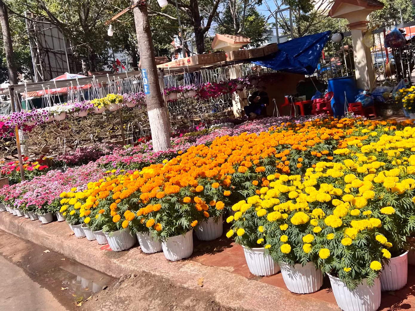 Tết Nguyên đán Giáp Thìn cận kề, các nhà vườn ở Đắk Lắk đã nhập về nhiều loại hoa, cây cảnh với số lượng lớn, đa dạng chủng loại, giá cả để phục vụ nhu cầu của người tiêu dùng.