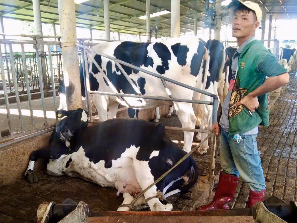 Số lượng bò chết vẫn đang tăng lên