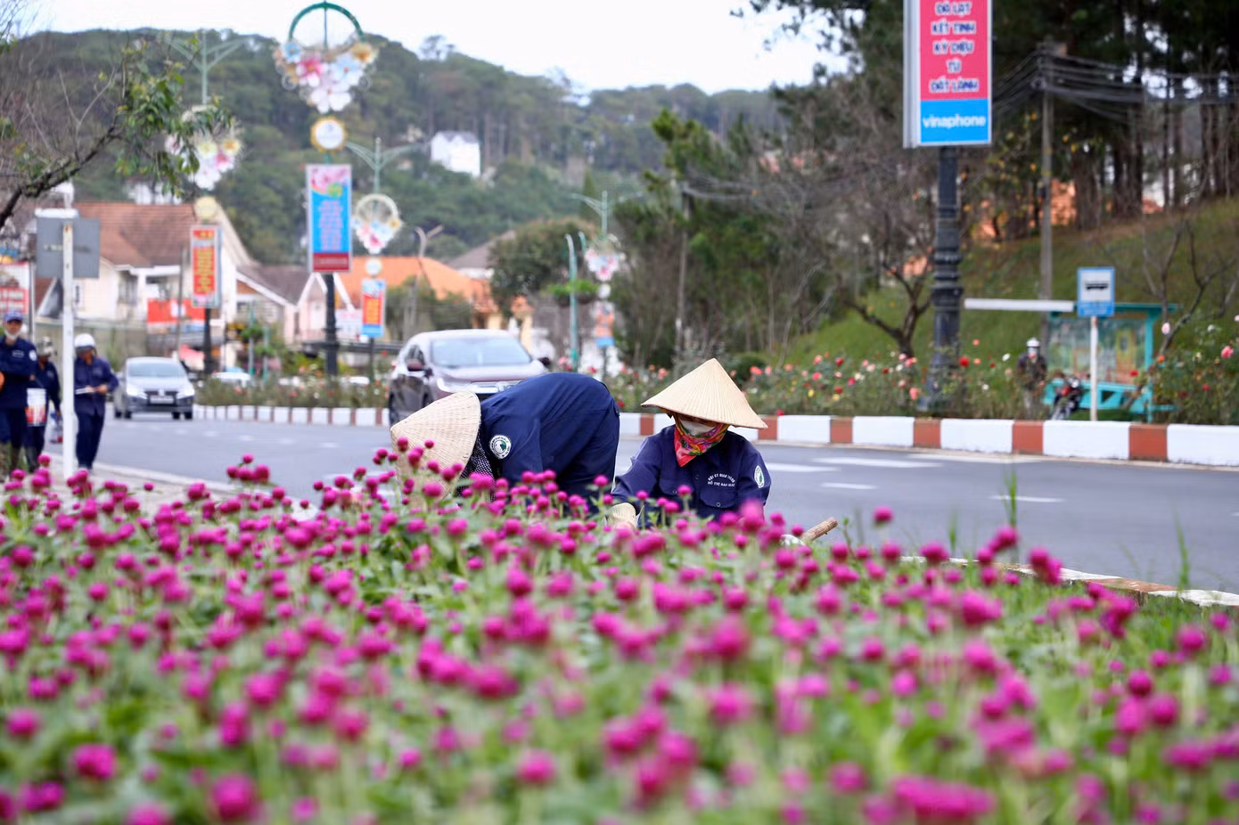 Tại các tuyến đường, công viên khu vực trung tâm thành phố đang được các nhân viên Công ty CP dịch vụ Đô thị Đà Lạt khẩn trương chỉnh trang, trồng mới các loài hoa.