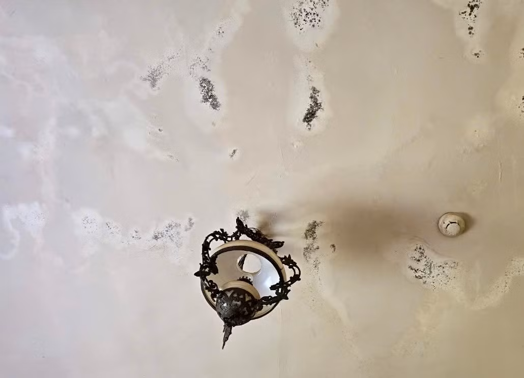 Nhiều tường nhà bị rêu bám mốc, bong tróc.