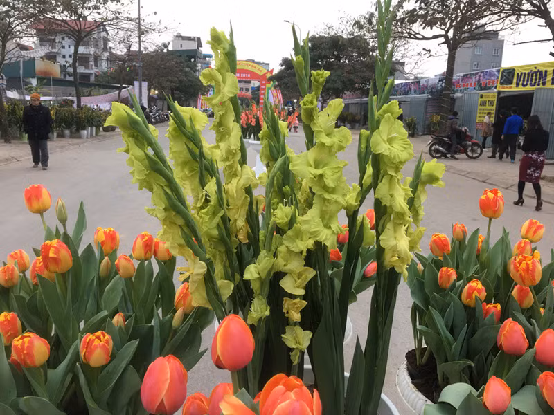Hội chợ hoa xuân Mậu Tuất 2018: Độc đáo hoa lay ơn xanh ảnh 1