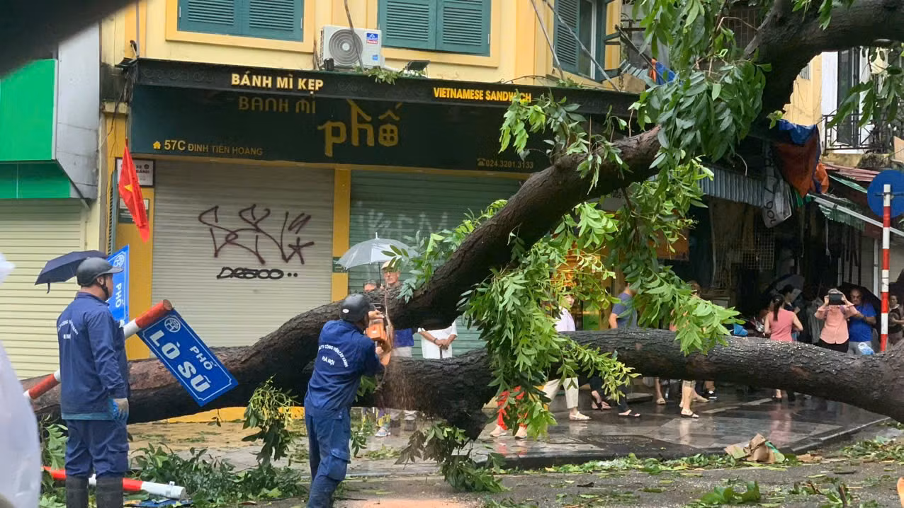 Cây lớn ở Hà Nội đổ rạp sau cơn bão YAGI. Ảnh: Xuân Tùng.