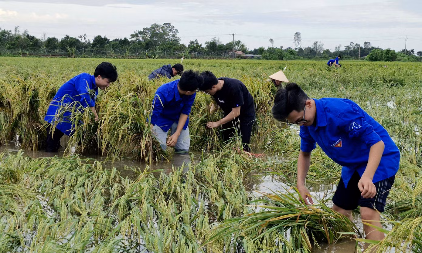 Đoàn viên, thanh niên lội ruộng nước buộc những túm lúa bị đổ rạp do bão lên, giúp lúa tránh bị thối, nảy mầm. Ảnh: TĐTB