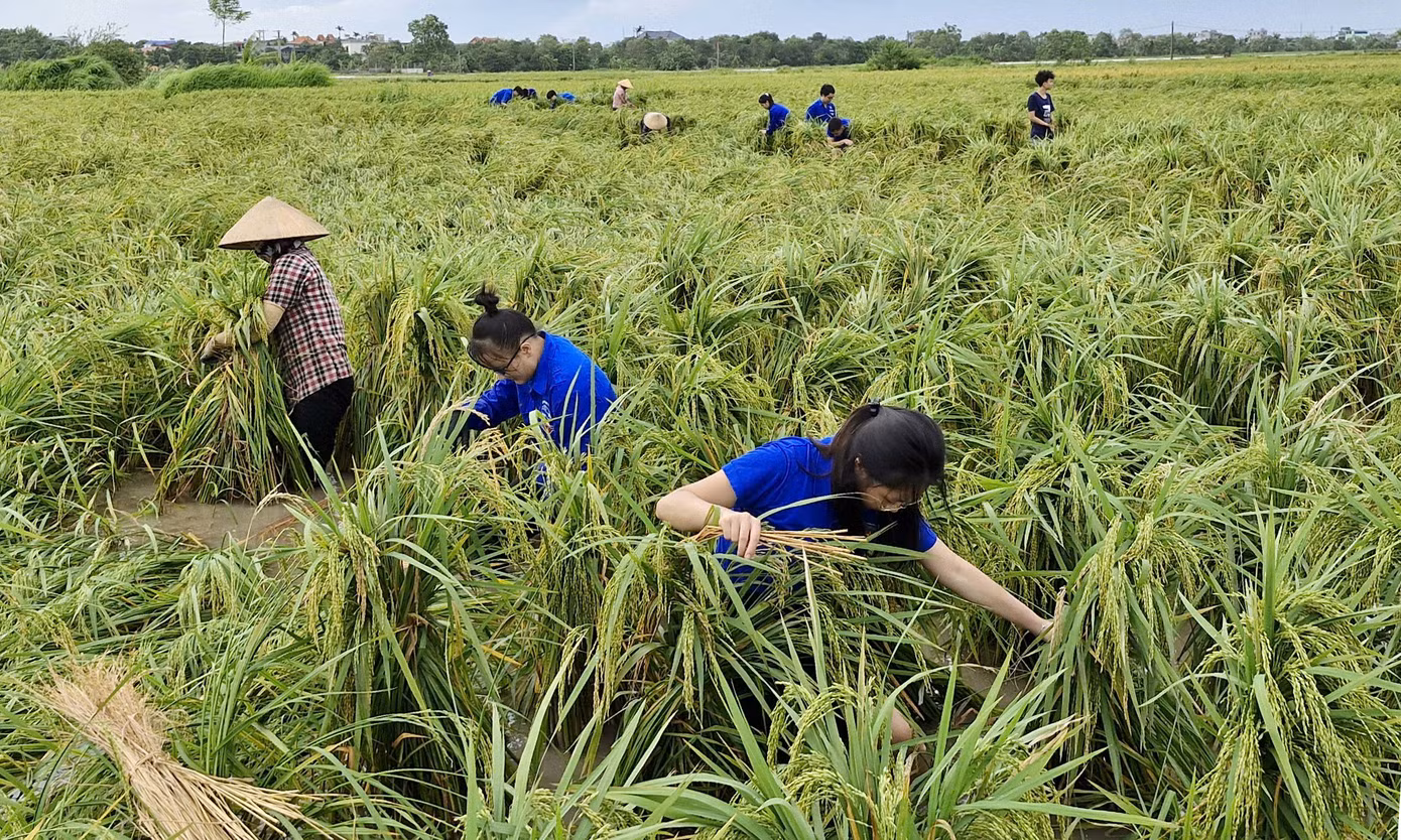 Đoàn viên, thanh niên lội ruộng nước buộc những túm lúa bị đổ rạp do bão lên, giúp lúa tránh bị thối, nảy mầm. Ảnh: TĐTB