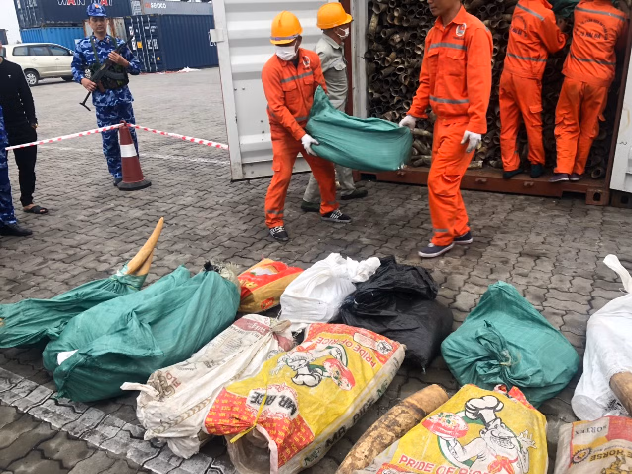 Lô hàng trong một container trên tàu Kota Lihat nhập cảnh cảng Lạch Huyện ngày 3/2. Sau khi kết hợp thông tin nghiệp vụ và biện pháp kỹ thuật, cơ quan Hải quan xác định lô hàng có dấu hiệu vi phạm nên đã ra quyết định khám xét và thu giữ thêm số ngà voi như đề cập ở trên.