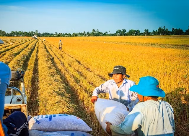 Để thực hiện đề án 1 triệu ha lúa chất lượng cao, phải đảm bảo được lợi nhuận và tạo động lực cho người dân tham gia.