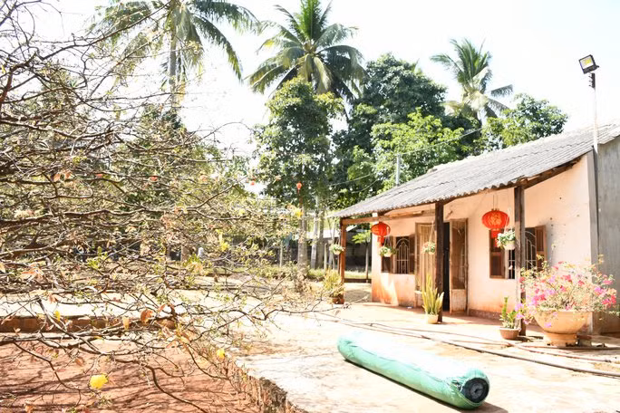 Khu vườn nhà ông Thạnh chỉ có một cây mai duy nhất. Cây mai có tuổi đời gần 60 năm trước kia được trồng trong chậu gỗ.