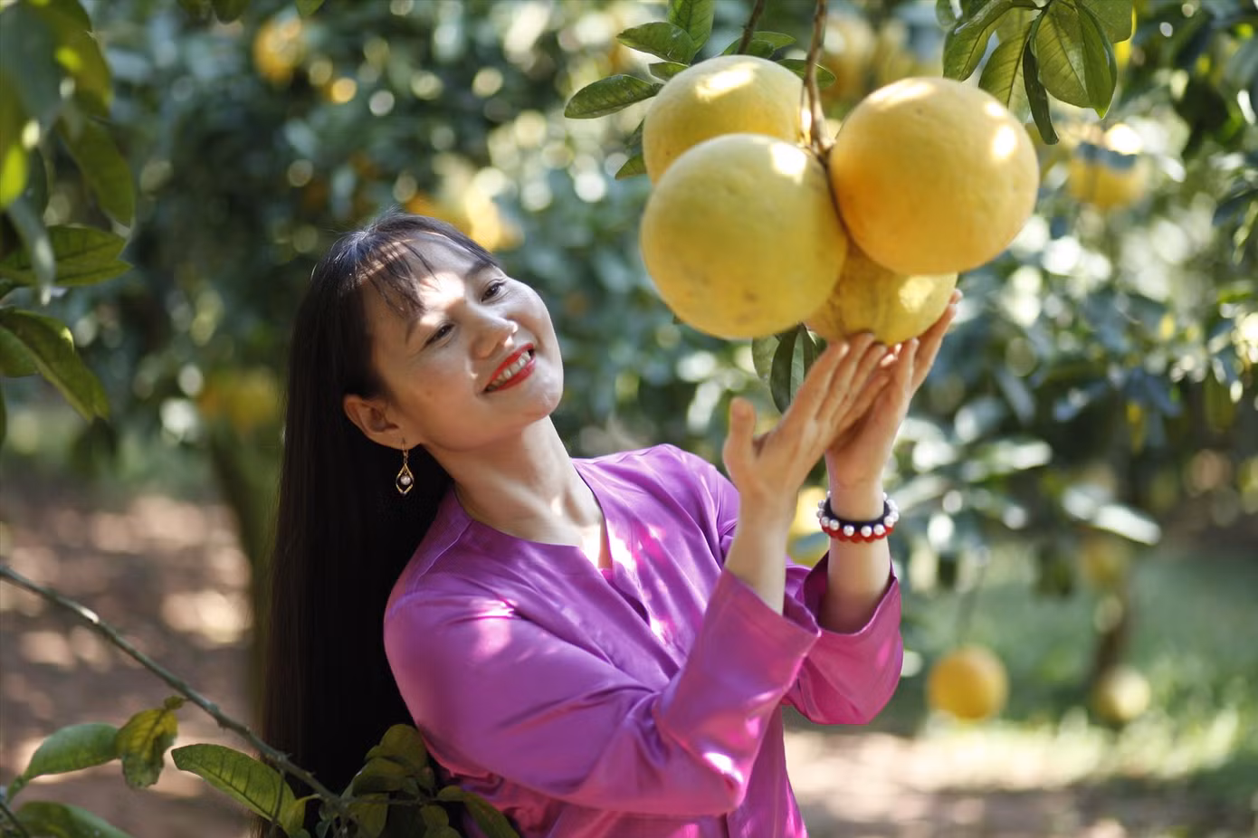 Nhiều vườn bưởi ở huyện Lục Ngạn thu về tiền tỷ bán dịp Tết. Ảnh: Nguyễn Thắng