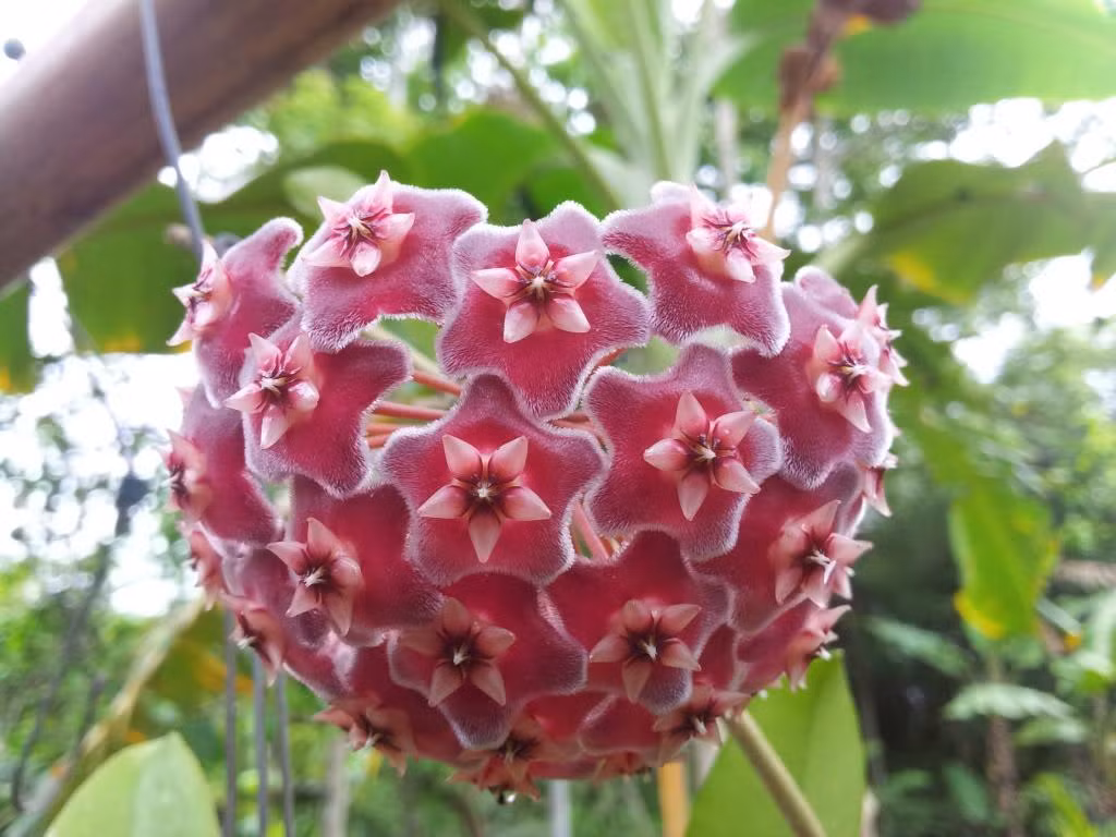 Một số loại hoa cẩm cù