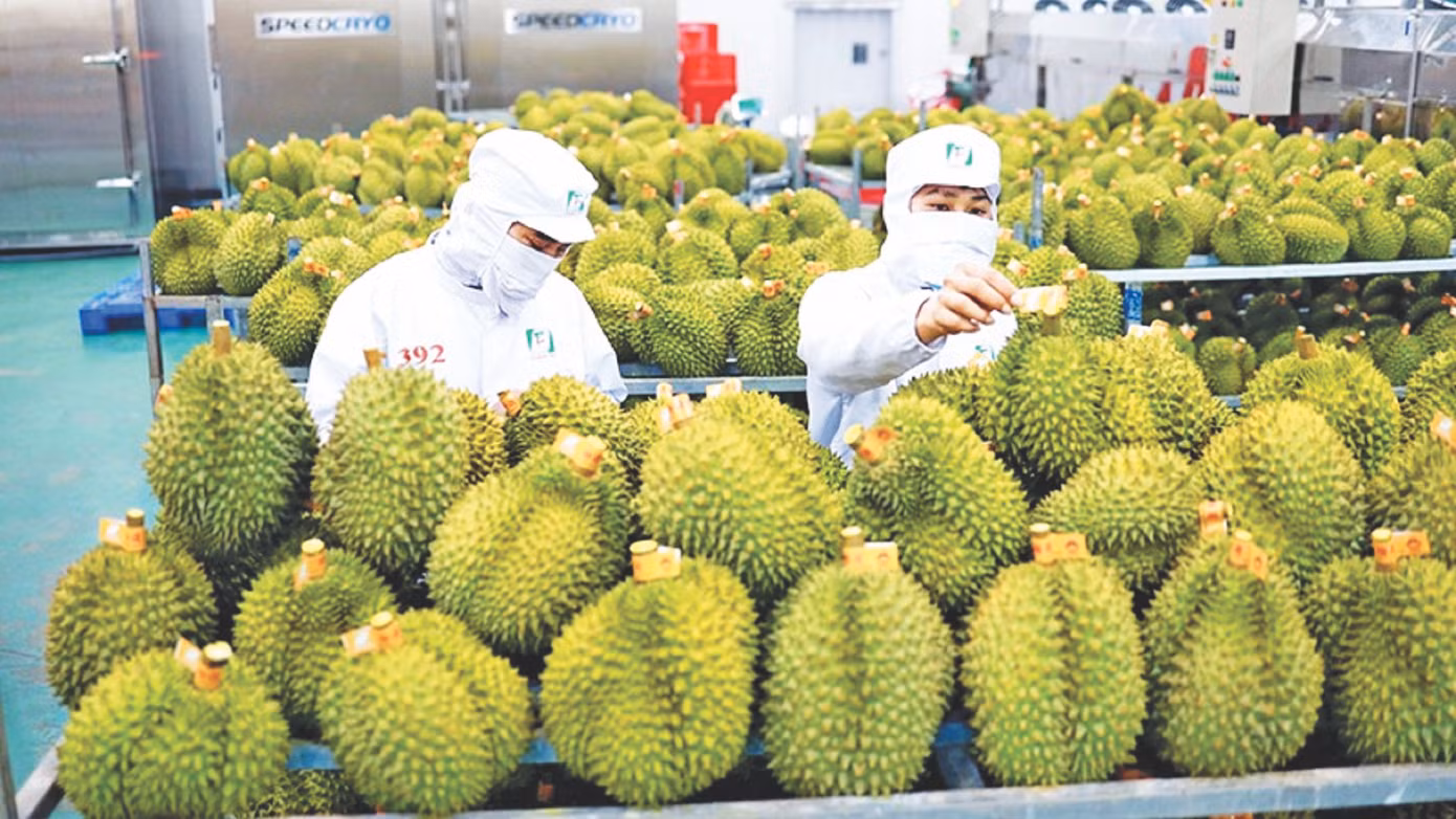 Với kim ngạch xuất khẩu năm qua khoảng 2,3 tỷ USD, sầu riêng trở thành “trái cây tỷ đô” mới của Việt Nam