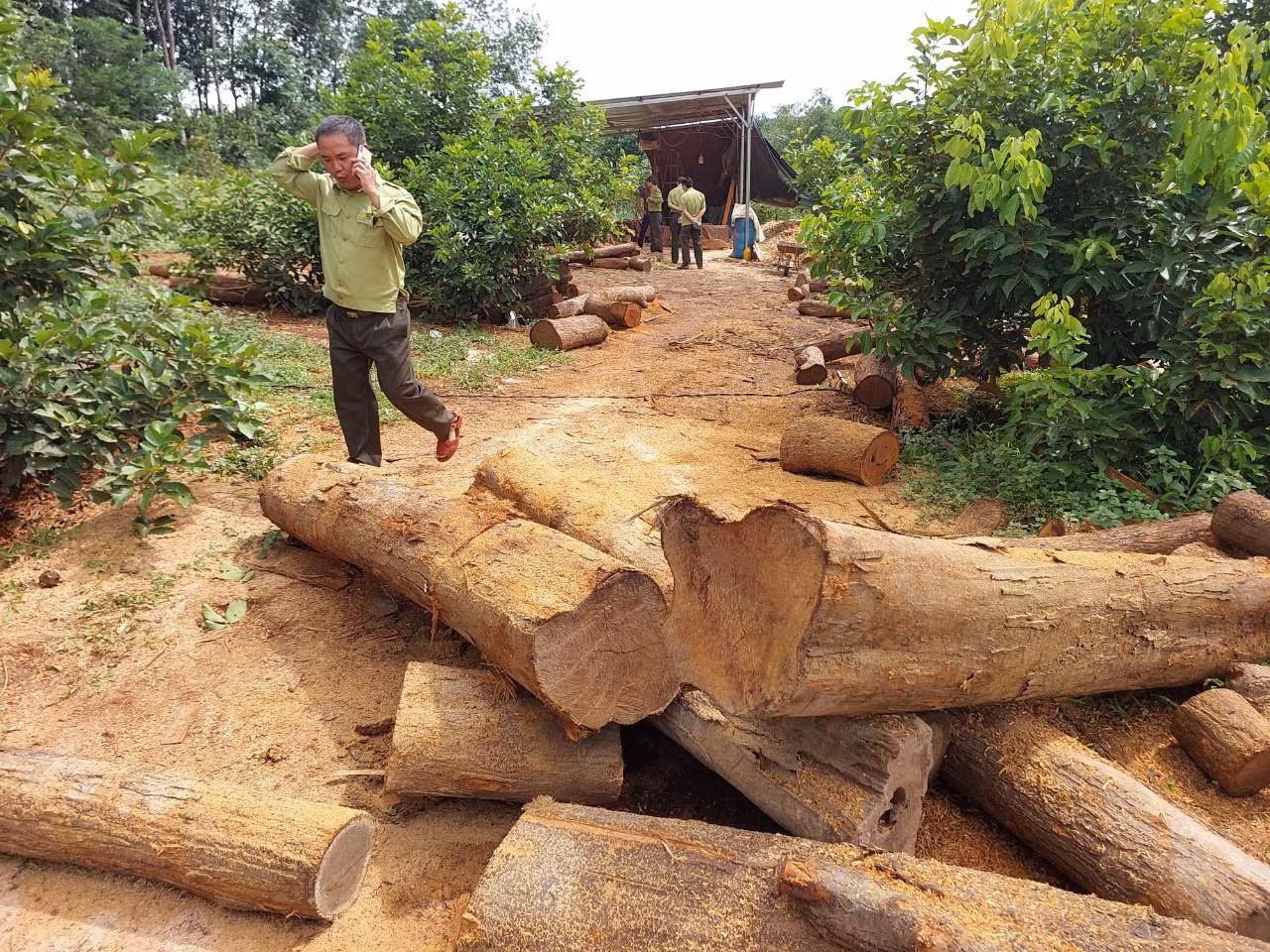 Kiểm lâm kiểm tra xưởng gỗ của ông T.C.M