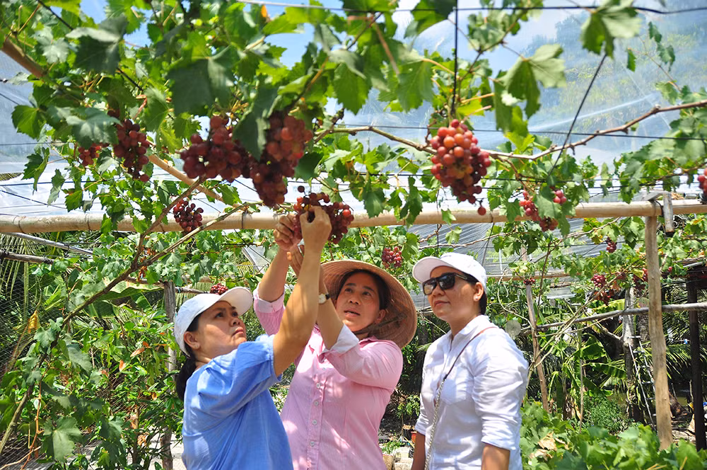 Vườn nho trĩu quả trên vùng đất phèn mặn thu hút khách du lịch ảnh 2
