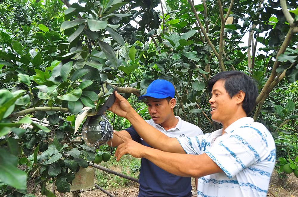 Trái cây độc, lạ rục rịch chờ tết ảnh 9