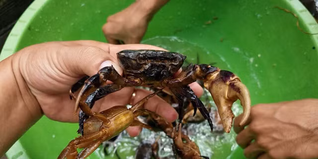 Tiết lộ, 'vàng đỏ' trăm triệu làm từ bột nghệ và hóa chất ảnh 4