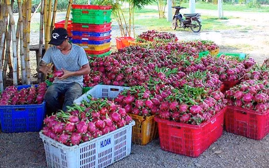 Tiết lộ, 'vàng đỏ' trăm triệu làm từ bột nghệ và hóa chất ảnh 5