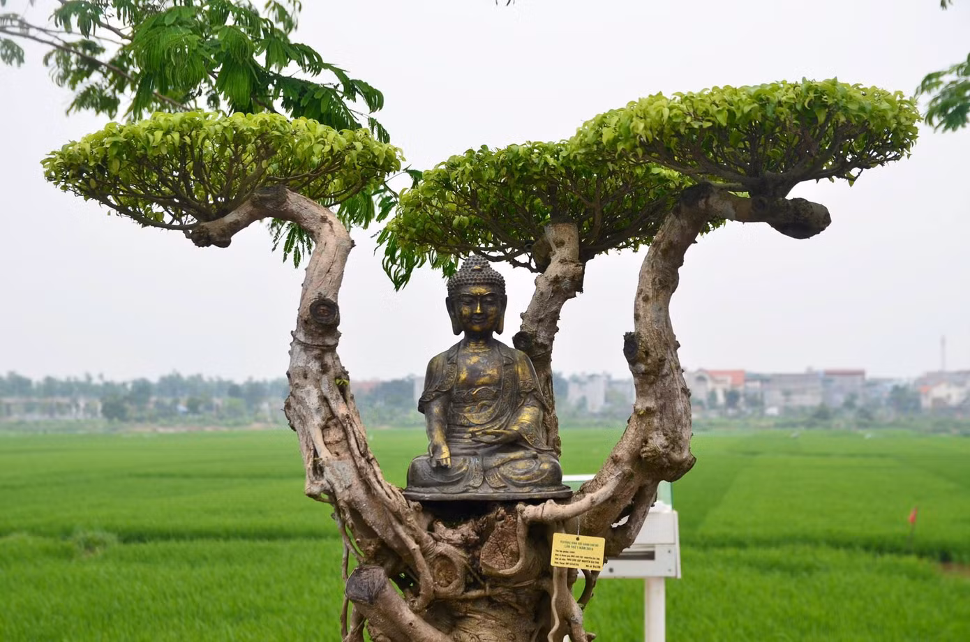 Mê mẩn ngắm bonsai và tiểu cảnh 'độc lạ' ở Thủ đô ảnh 8