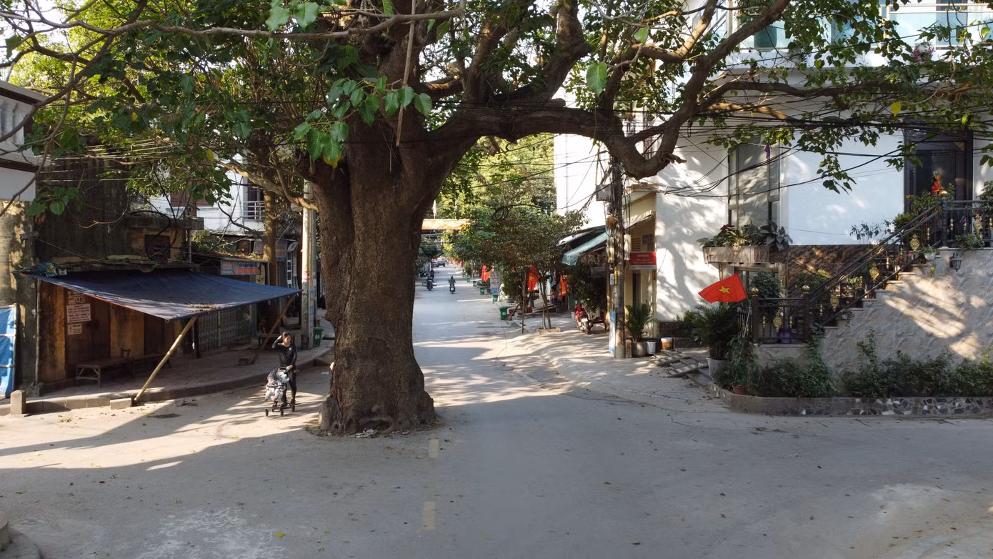 Cây vông ở giữa ngã tư đường Ngô Quyền giao với đường Nguyễn Công Trứ.