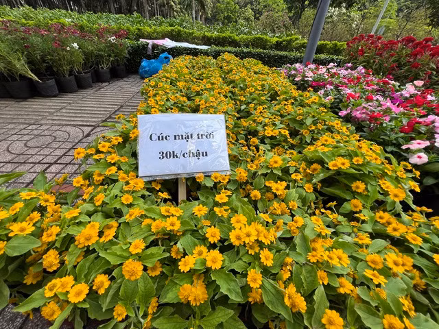Hoa cúc mặt trời đồng giá chỉ 30.000 đồng/chậu