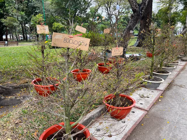 Một số điểm cho thuê mai Tết với giá chưa tới 1 triệu đồng/chậu