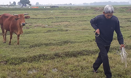 Thanh Hoá kiểm điểm vụ trâu bò ăn cỏ phải đóng phí ảnh 1