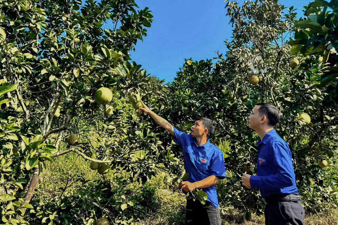 Sơn La được biết đến với nhiều sản phẩm nông nghiệp, có giá trị kinh tế cao. Sơn La được biết đến với nhiều sản phẩm nông nghiệp, có giá trị kinh tế cao.