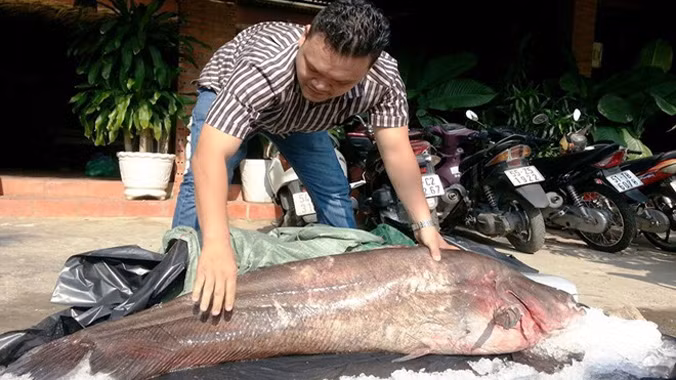 Ngư dân lần đầu bắt được cá leo 65kg ở miền Tây ảnh 1