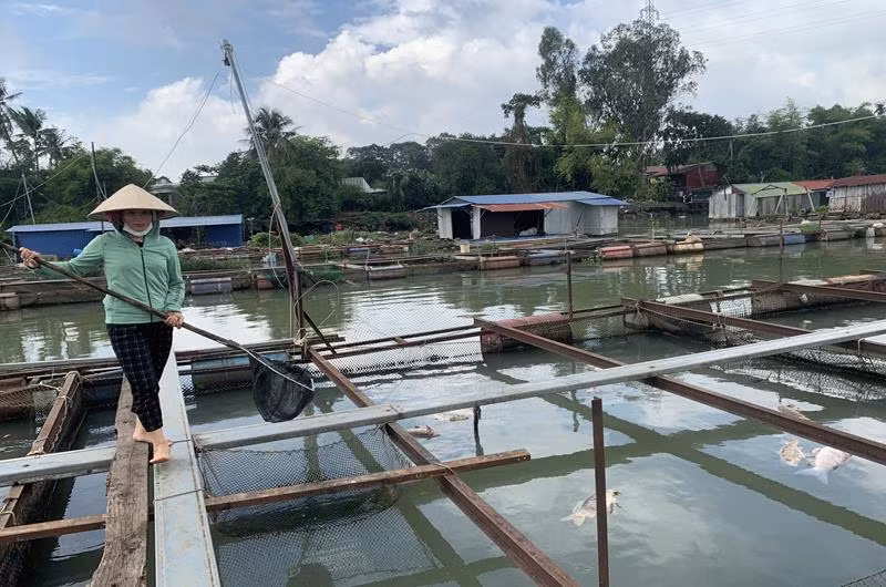 Người dân nuôi cá bè tại phường Hiệp Hòa, TP Biên Hòa vớt cá nuôi lồng bè chết.