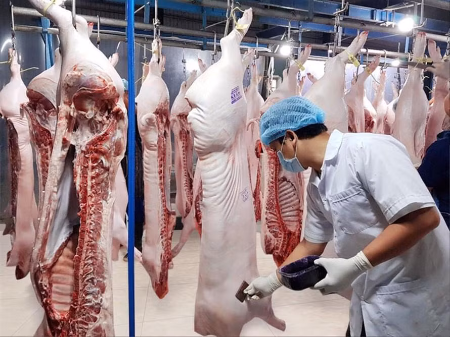 Giá thịt lợn hơi đang có xu hướng tăng cao
