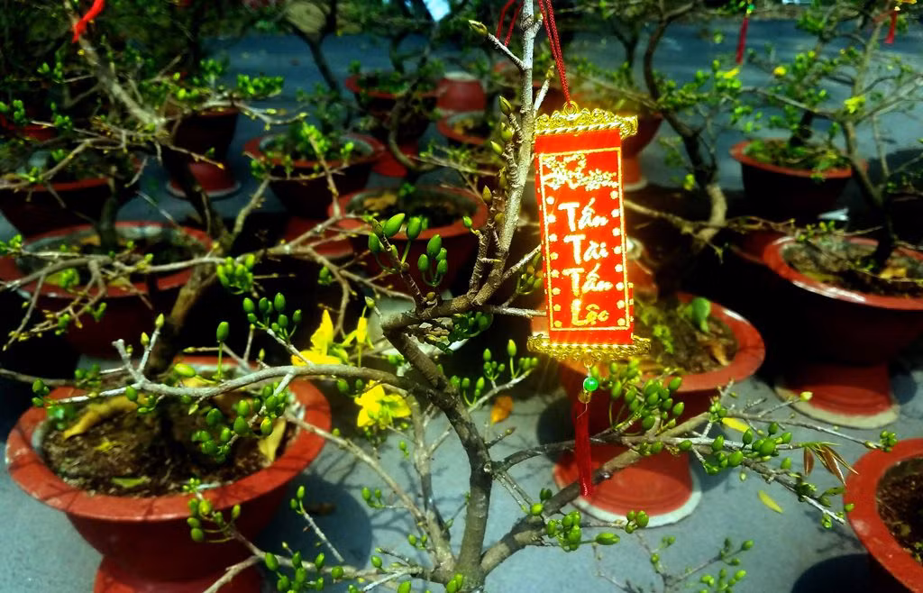 Dàn cây cảnh sứ 'chân dài' chơi Tết độc nhất miền Tây ảnh 5 Dàn cây cảnh sứ 'chân dài' chơi Tết độc nhất miền Tây ảnh 5