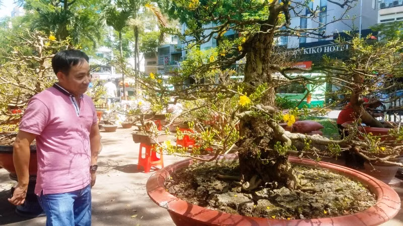 Dàn cây cảnh sứ 'chân dài' chơi Tết độc nhất miền Tây ảnh 4 Dàn cây cảnh sứ 'chân dài' chơi Tết độc nhất miền Tây ảnh 4