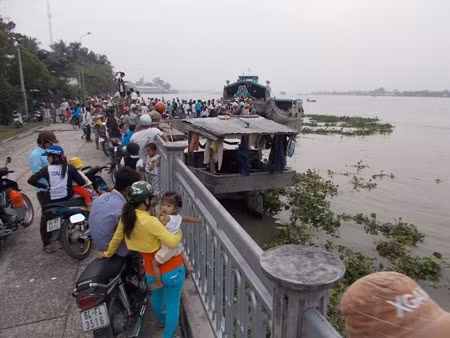 Cá hô đang được neo ngoài sông, chủ ghe cào nâng cá lên để người dân xem. 