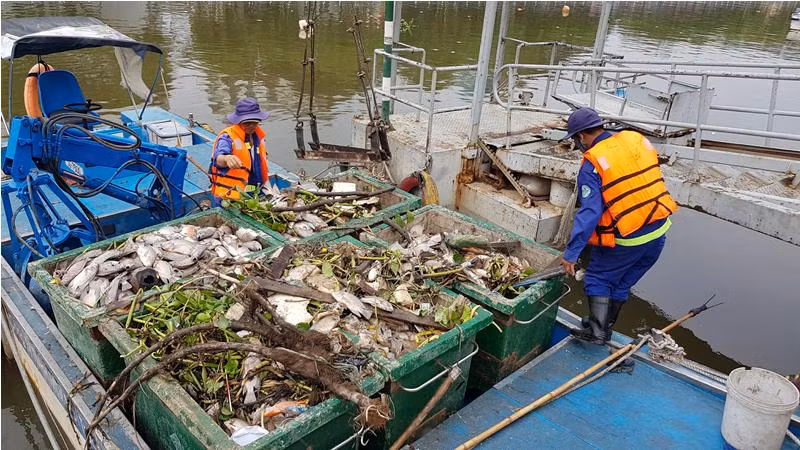 Cá chết nổi trắng kênh ở Sài Gòn sau mưa đầu mùa ảnh 1