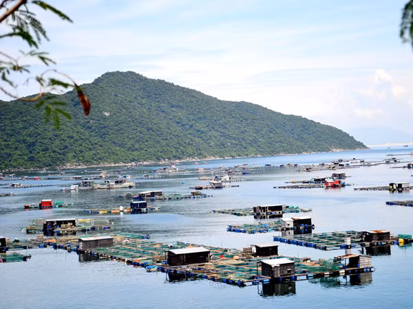 Khoảng 300 lồng bè nuôi trồng hải sản trái phép tại Vũng Rô. Ảnh: Việt Hương 