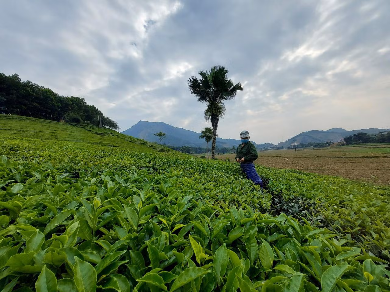 Trên địa bàn huyện Tân Sơn còn có nhiều đồi chè có cảnh đẹp hấp dẫn như: Đồi chè xã Long Cốc, Mỹ Thuận, Minh Đài, Văn Luông...