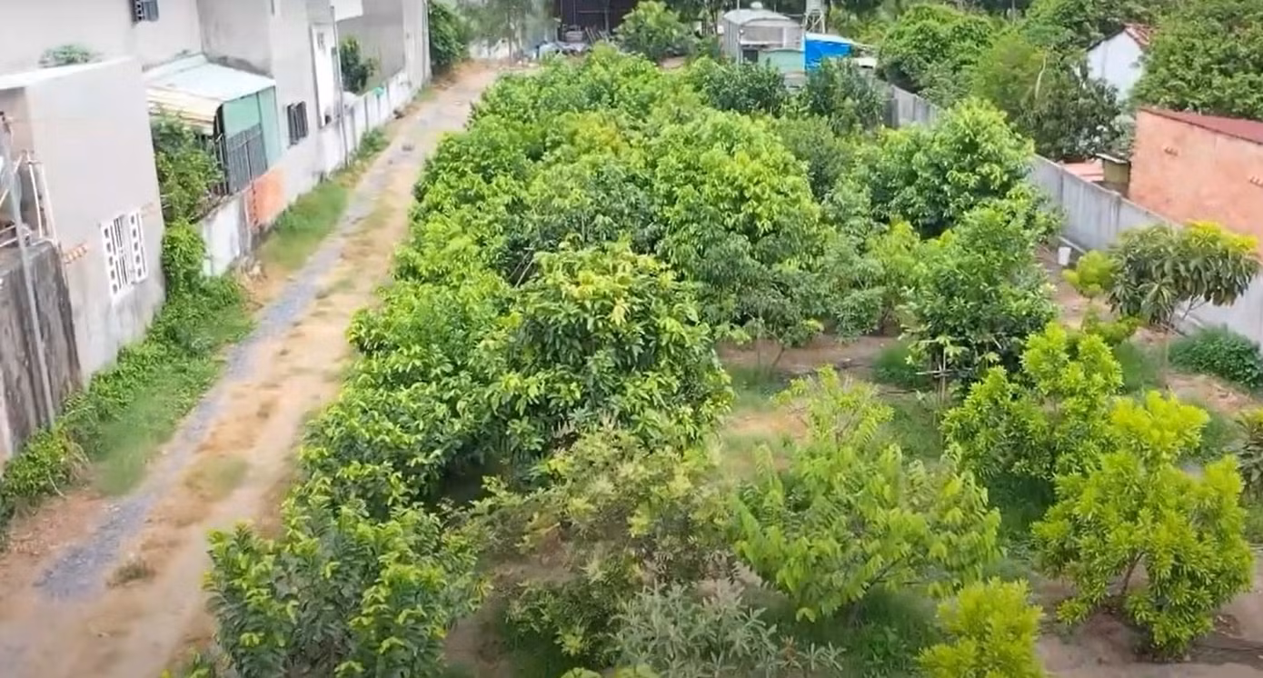 Ngoài ra, ông còn dự định biến khu vườn của mình không chỉ là nơi trải nghiệm cây ăn quả độc lạ mà còn cung cấp cây giống ra thị trường.