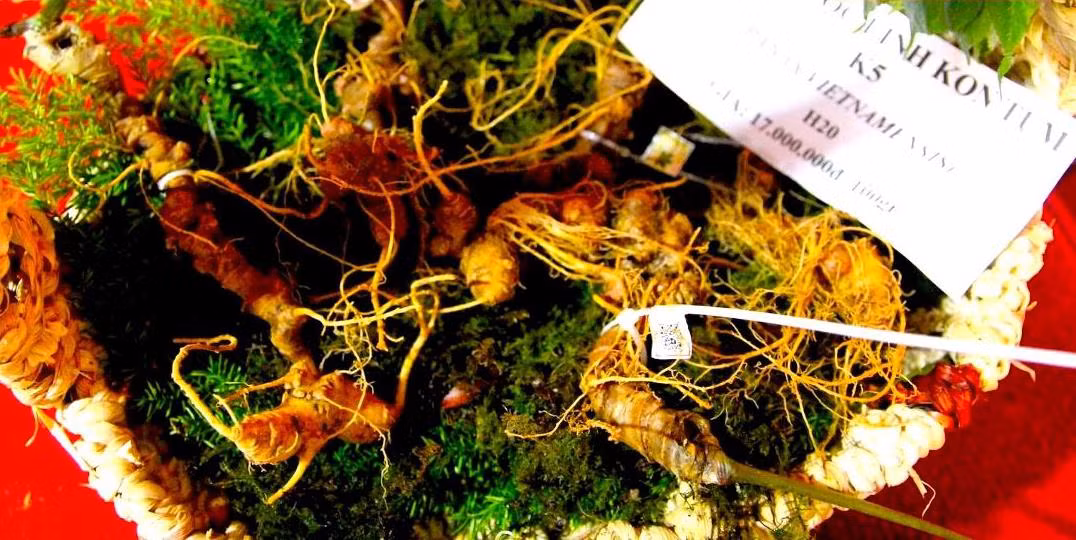 Sâm Ngọc Linh Sâm Ngọc Linh