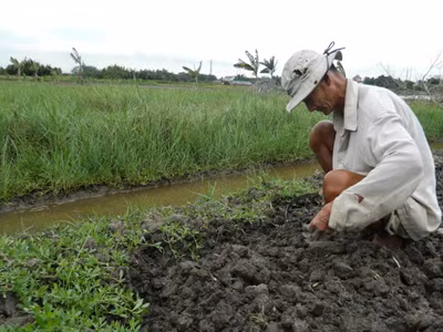 Ngoài cấy lúa người dân khu phố 10 còn làm đất trồng thêm rau để mang ra chợ bán