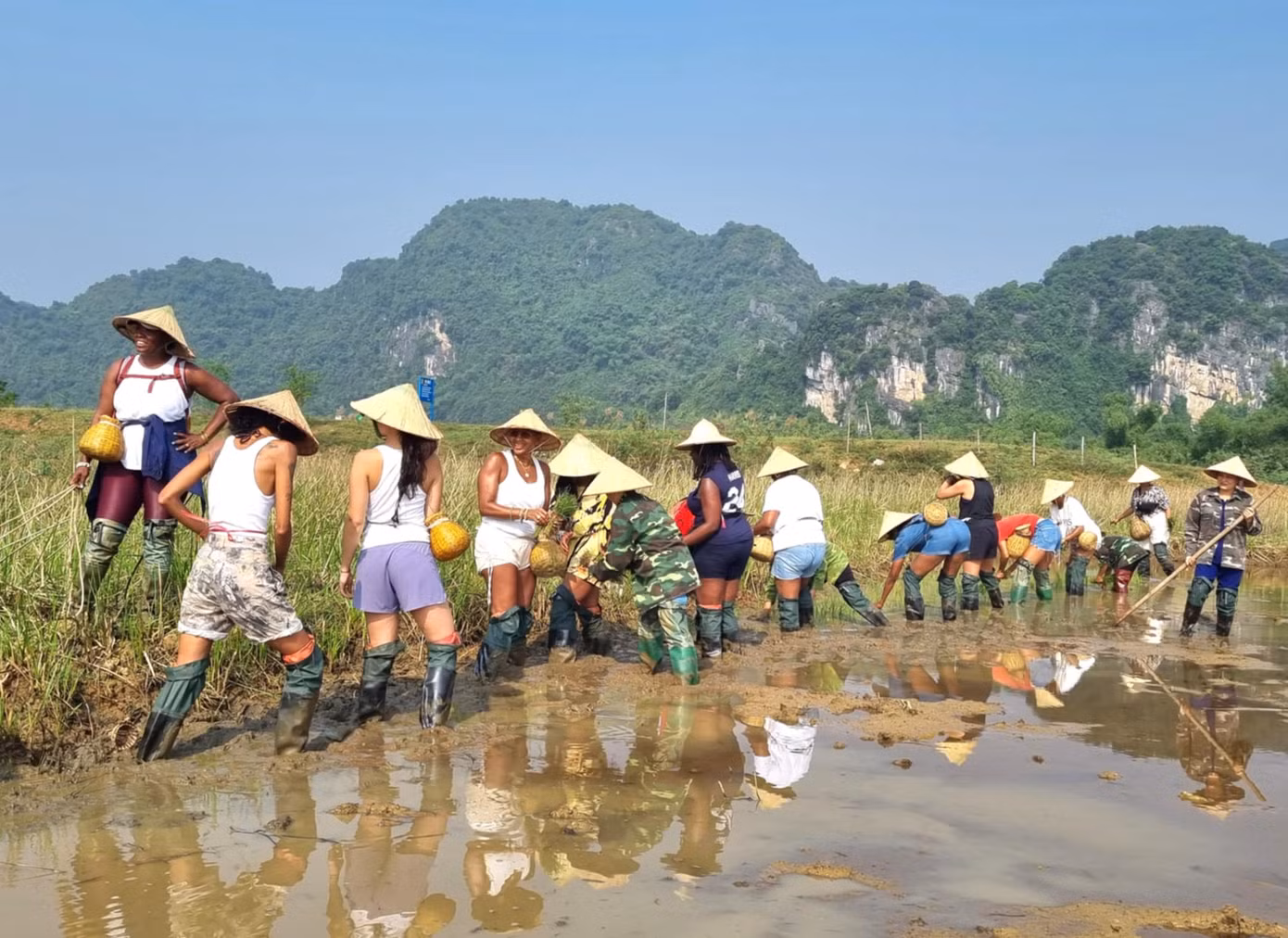 Nhộn nhịp trên cánh đồng lúa ở Ninh Bình.