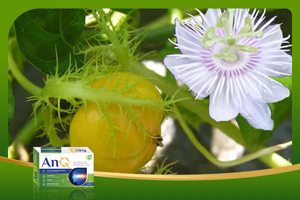 Lạc tiên giúp trấn an tinh thần, giảm lo lắng, cải thiện mất ngủ Lạc tiên giúp trấn an tinh thần, giảm lo lắng, cải thiện mất ngủ