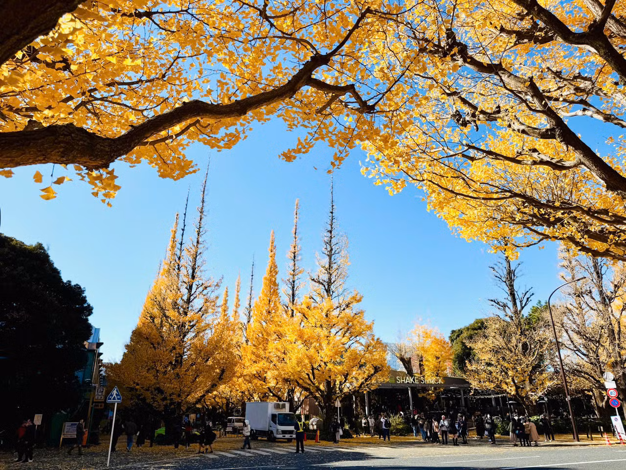 Ở Tokyo, lá bắt đầu đổi màu sang sắc vàng óng từ cuối tháng 11. Đến thủ đô Nhật Bản vào thời gian này, du khách được chiêm ngưỡng những "con đường vàng" đặc trưng mùa thu vàng tại nhiều địa điểm công cộng đẹp đến mê hoặc.