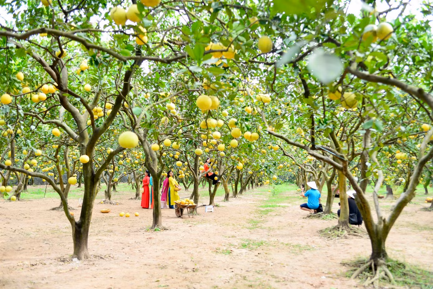 Các vườn bưởi ở làng Diễn (quận Bắc Từ Liêm, Hà Nội) đang vào độ chín vàng, thu hút đông đảo người dân và du khách đến tham quan, thưởng lãm.