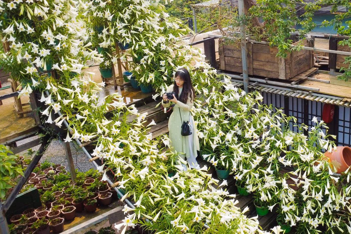 Nhiều điểm tham quan, quán cà phê trang trí cả nghìn bông loa kèn tạo điểm nhấn thu hút du khách.