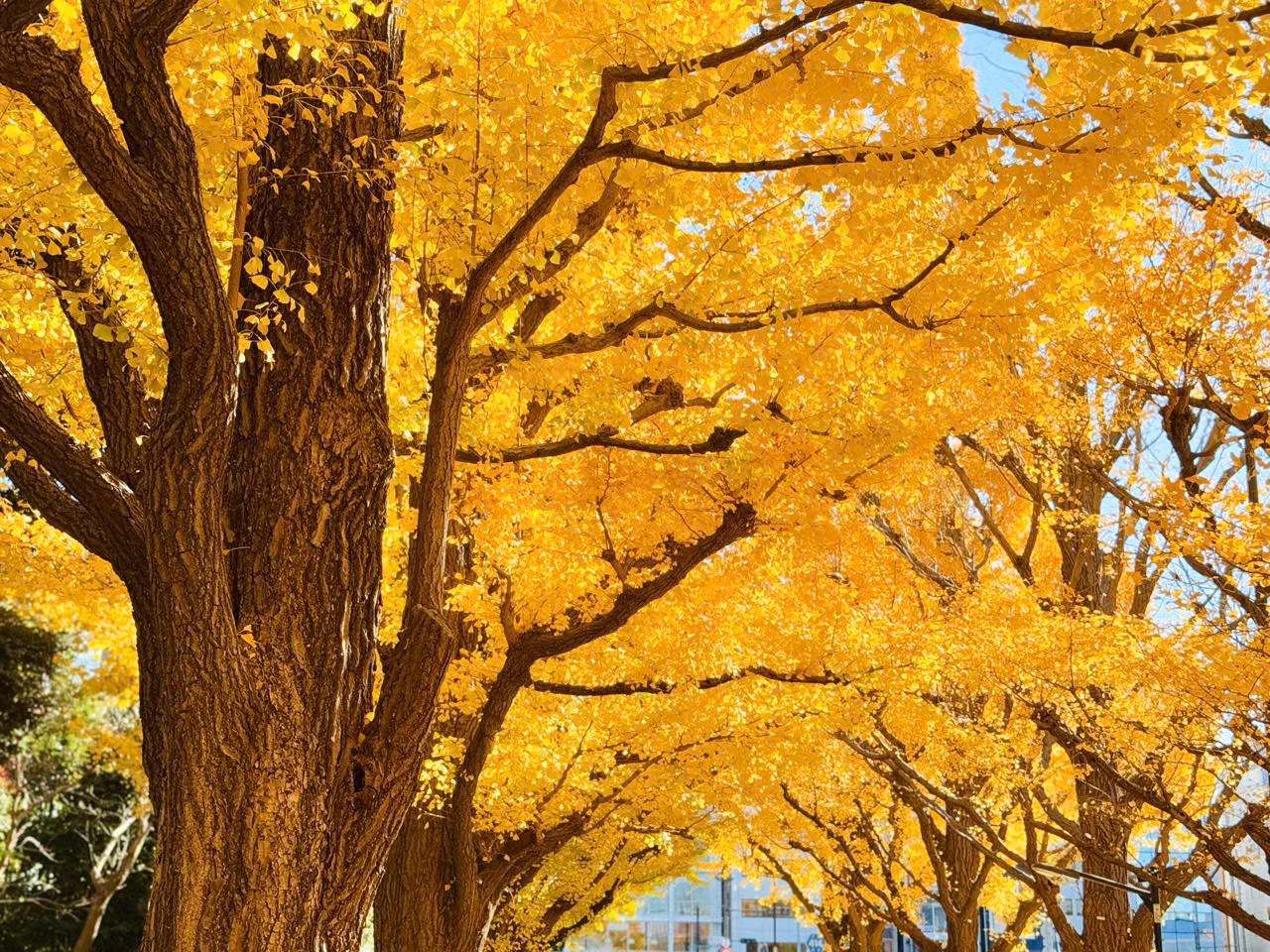 Ở Tokyo, lá bắt đầu đổi màu sang sắc vàng óng từ cuối tháng 11. Đến thủ đô Nhật Bản vào thời gian này, du khách được chiêm ngưỡng những "con đường vàng" đặc trưng mùa thu vàng tại nhiều địa điểm công cộng đẹp đến mê hoặc.