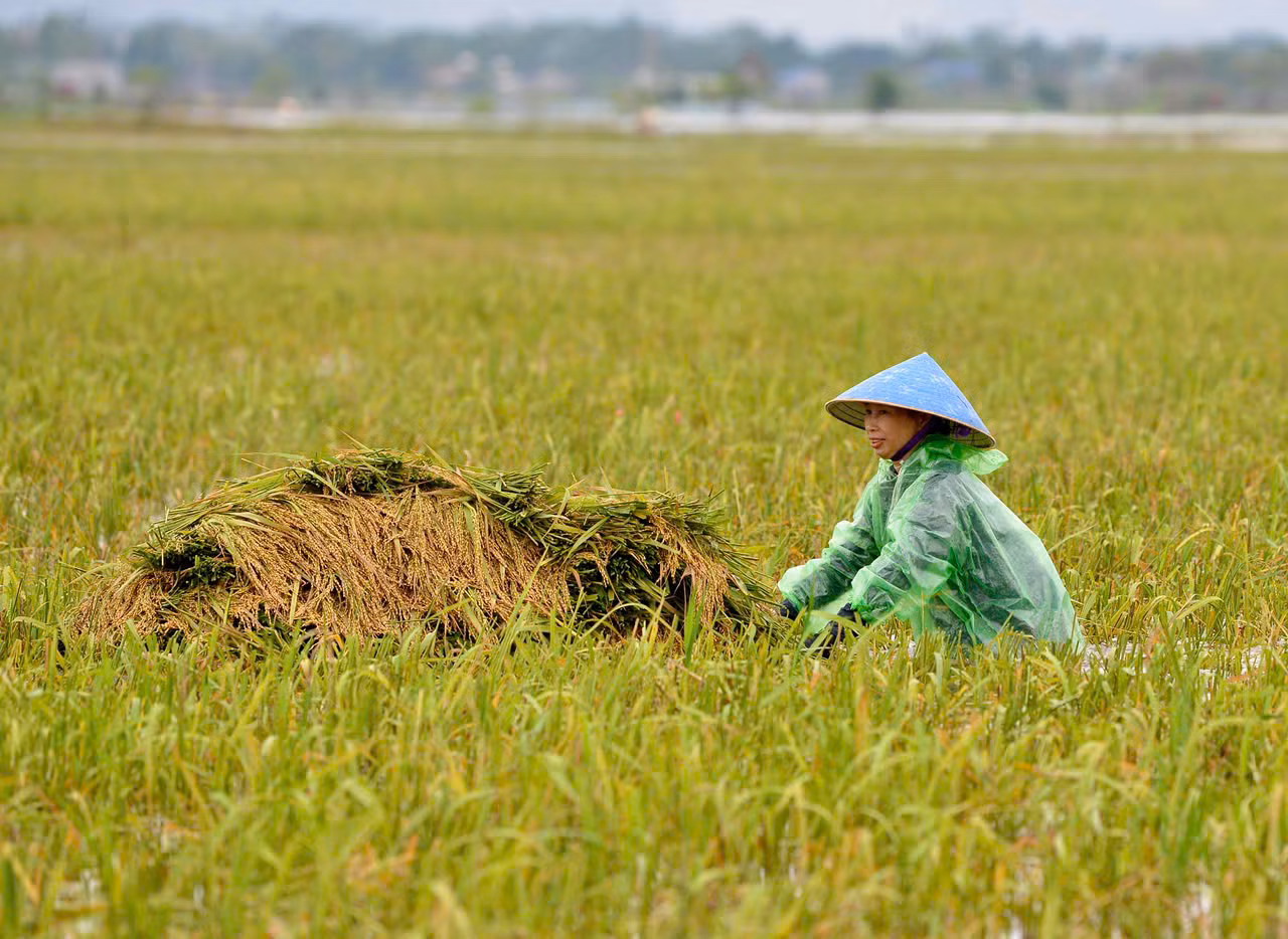 Tranh thủ ngày hôm nay ngớt mưa, người dân lại hối hả ra đồng gặt và chuyển chỗ lúa non vừa vớt được lên bờ. Ngâm lũ hơn chục ngày, lại gặt non nên lúa chỉ có thể làm thức ăn cho vật nuôi.