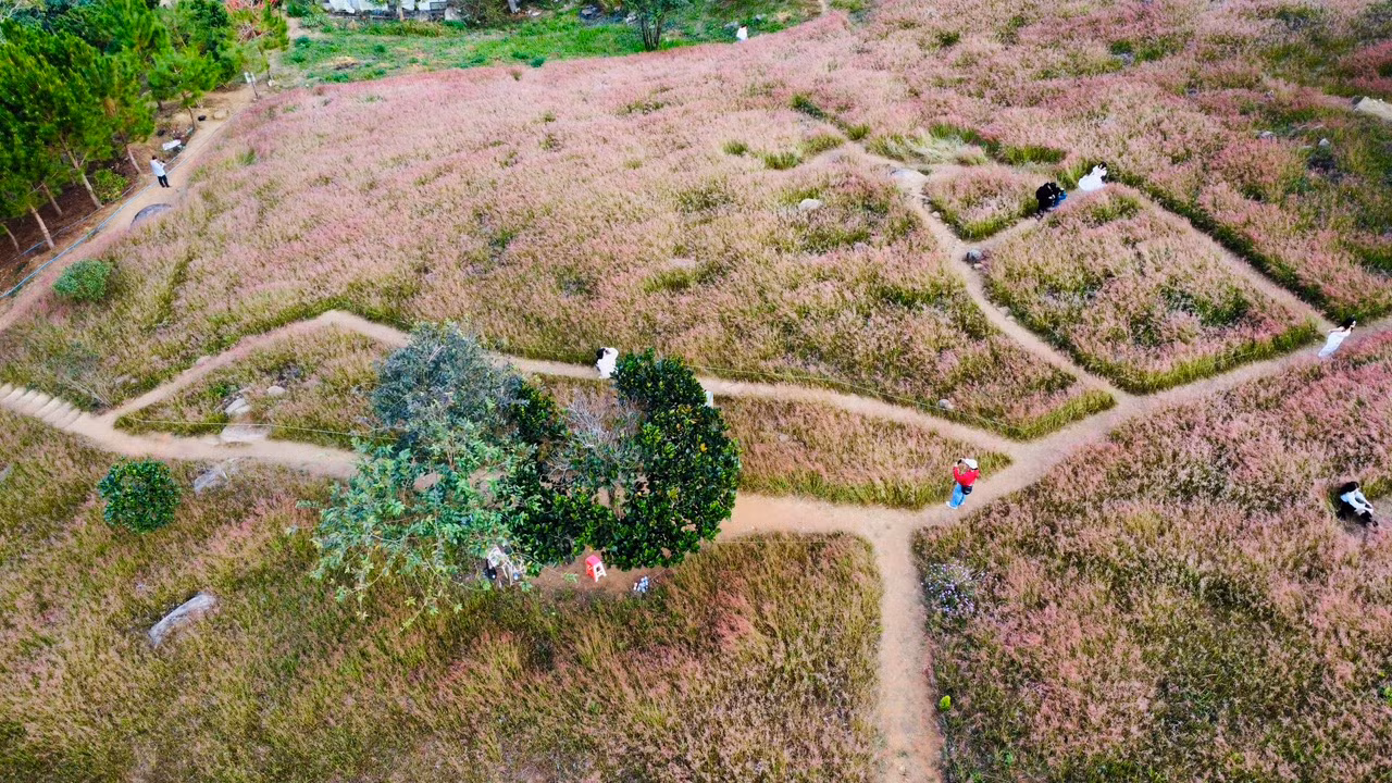 Cỏ hồng là loại cỏ đặc trưng của thành phố Đà Lạt, với những bông hoa li ti có màu hồng. Những thảm cỏ đồng loạt nở hoa tựa như bức tranh màu hồng làm say mê du khách khi có dịp ghé thăm.