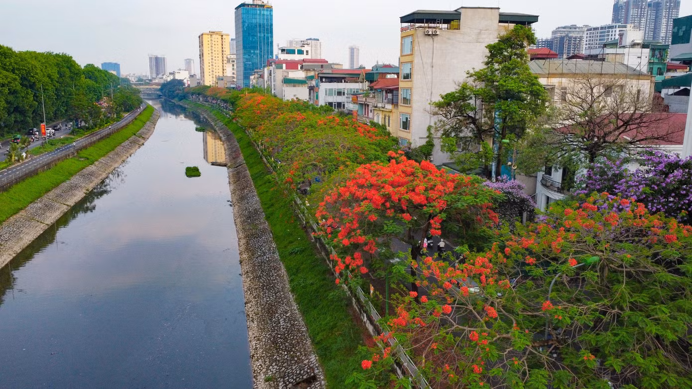 Phượng vĩ còn có tên là xoan tây hay điệp tây. Cánh hoa của phượng vĩ lớn, với 4 cánh hoa tỏa rộng màu đỏ cam, còn cánh hoa thứ năm mọc thẳng, lốm đốm màu trắng. Hoa phượng nở thành từng chùm, nở rộ từ tháng 5 đến giữa tháng 9 hàng năm.